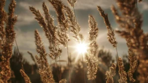 Empowerment through Sovereignty - Blog img
