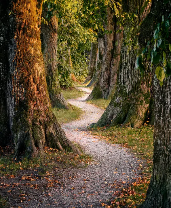life coaching image represent Which service suits you tree bush with narrow small road,